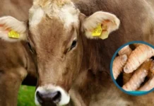 Ganaderos de Olancho en alerta por incremento de casos de gusano barrenador