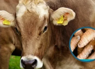 Ganaderos de Olancho en alerta por incremento de casos de gusano barrenador