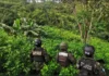 Aseguran más de 21 mil arbustos de coca en Colón