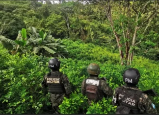 Aseguran más de 21 mil arbustos de coca en Colón