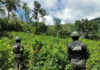 Aseguran 47,500 arbustos de coca en operativos realizados en Yoro y Colón
