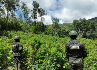 Aseguran 47,500 arbustos de coca en operativos realizados en Yoro y Colón