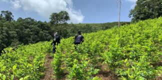 Agentes erradican plantación de ocho manzanas de coca en cuenca del río Cangrejal