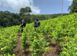 Agentes erradican plantación de ocho manzanas de coca en cuenca del río Cangrejal