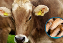 Suben a 523 los casos de gusano barrenador en el ganado de Honduras, más el de una persona