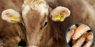 Suben a 523 los casos de gusano barrenador en el ganado de Honduras, más el de una persona