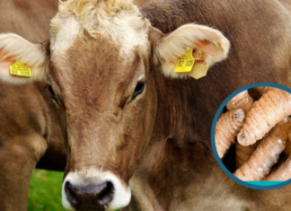 Suben a 523 los casos de gusano barrenador en el ganado de Honduras, más el de una persona