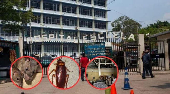 Entre plagas y abandono, el Hospital Escuela está cada vez más cerca de colapsar: Suyapa Figueroa