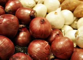 Pérdidas millonarias registran productores de cebolla por falta de mercado