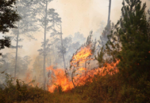 AMDC declara Alerta Amarilla por incendios forestales en zonas críticas del Distrito Central