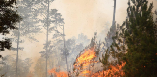 AMDC declara Alerta Amarilla por incendios forestales en zonas críticas del Distrito Central