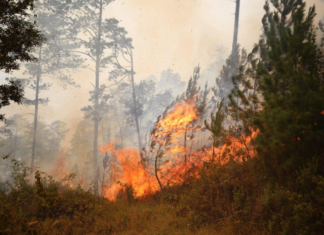 AMDC declara Alerta Amarilla por incendios forestales en zonas críticas del Distrito Central