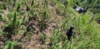 Autoridades policiales aseguran más de 3,500 plantas de marihuana en Tocoa