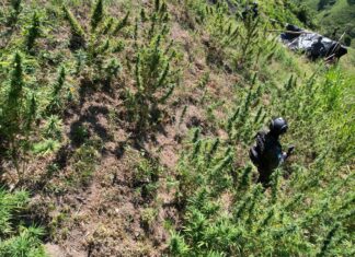 Autoridades policiales aseguran más de 3,500 plantas de marihuana en Tocoa