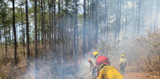 Unas 125 hectáreas de bosque han sido afectadas por los incendios cada día en lo que va del 2025