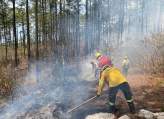 Unas 125 hectáreas de bosque han sido afectadas por los incendios cada día en lo que va del 2025