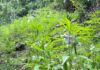 Aseguran 12 mil plantas de marihuana en sector montañoso Colón