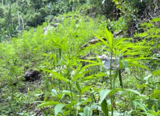 Aseguran 12 mil plantas de marihuana en sector montañoso Colón