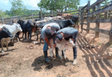 Senasa reporta 56 nuevos casos de gusano barrenador en animales en Honduras