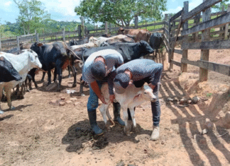 Senasa reporta 56 nuevos casos de gusano barrenador en animales en Honduras