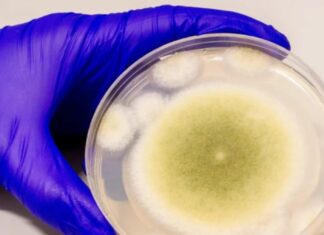 El hongo tóxico de la maldición de Tutankamón, un potente fármaco contra el cáncer