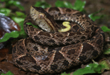 Fallece hondureña tras mordedura de serpiente venenosa mientras trabajaba en finca de Atlántida