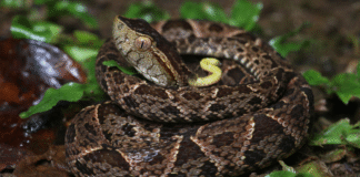 Fallece hondureña tras mordedura de serpiente venenosa mientras trabajaba en finca de Atlántida