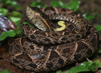 Fallece hondureña tras mordedura de serpiente venenosa mientras trabajaba en finca de Atlántida