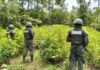 Aseguran 60 mil arbustos de coca en montaña de Iriona, Colón