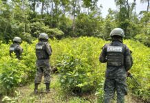 Aseguran 60 mil arbustos de coca en montaña de Iriona, Colón