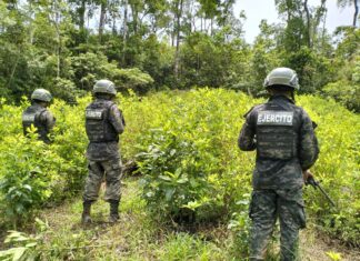 Aseguran 60 mil arbustos de coca en montaña de Iriona, Colón
