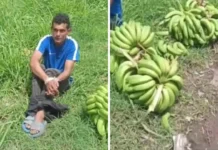 Capturan y amarran a hombre acusado de robar guineos en San Manuel, Cortés