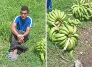Capturan y amarran a hombre acusado de robar guineos en San Manuel, Cortés