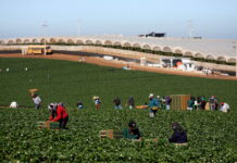 Redadas en granjas de California: denuncian que hay trabajadores heridos y «desaparecidos»