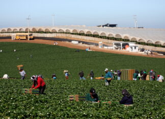 Redadas en granjas de California: denuncian que hay trabajadores heridos y «desaparecidos»