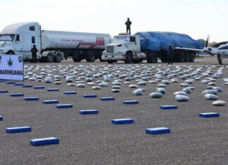 Decomisan 1,9 toneladas de coca y marihuana en seis operaciones antidrogas en Bolivia