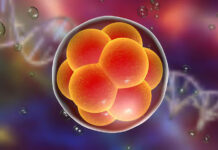 Japón aprueba la creación de embriones humanos utilizando células iPS para investigación