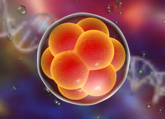 Japón aprueba la creación de embriones humanos utilizando células iPS para investigación