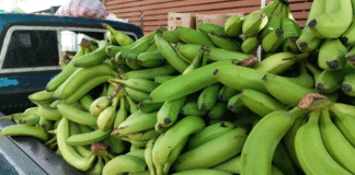 Se dispara en un 100 % el precio del banano por baja producción nacional