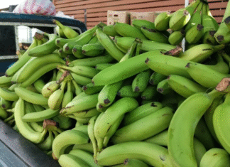 Se dispara en un 100 % el precio del banano por baja producción nacional