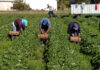 Trump «trabaja en» exenciones de deportación para trabajadores agrícolas y hosteleros ilegales