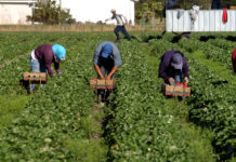 Trump «trabaja en» exenciones de deportación para trabajadores agrícolas y hosteleros ilegales