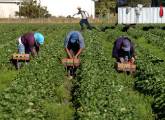 Trump «trabaja en» exenciones de deportación para trabajadores agrícolas y hosteleros ilegales