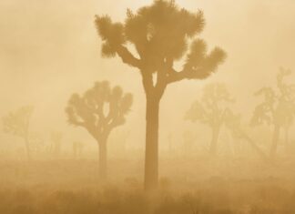 Las tormentas de arena y polvo se intensifican, con daños a la salud y pérdidas económicas