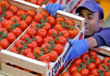 México rechaza la decisión de EE. UU. de reactivar la cuota «injusta» del 17 % al tomate