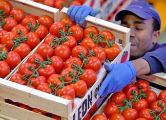 México rechaza la decisión de EE. UU. de reactivar la cuota «injusta» del 17 % al tomate