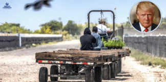 Trump reconoce que los trabajadores migrantes que expulsa son difíciles de reemplazar