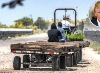 Trump reconoce que los trabajadores migrantes que expulsa son difíciles de reemplazar