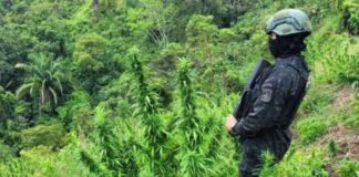 Dirección Nacional Policial Antidrogas localizó más de 6 mil plantas de marihuana en Tocoa