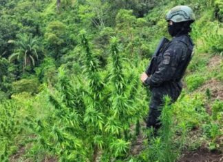 Dirección Nacional Policial Antidrogas localizó más de 6 mil plantas de marihuana en Tocoa